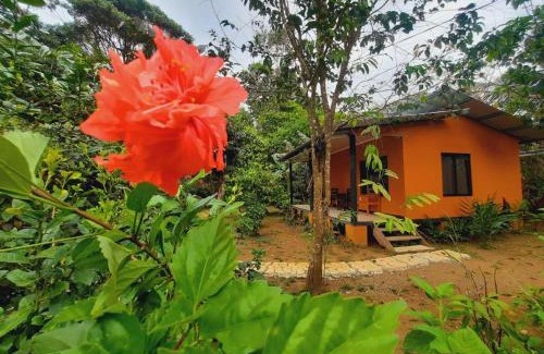 Los Planes Bed & Breakfast | Cabinas Corcovado Green Parrot, Los Planes Drake