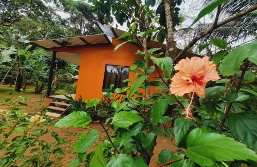 Los Planes Bed & Breakfast | Cabinas Corcovado Green Parrot, Los Planes Drake