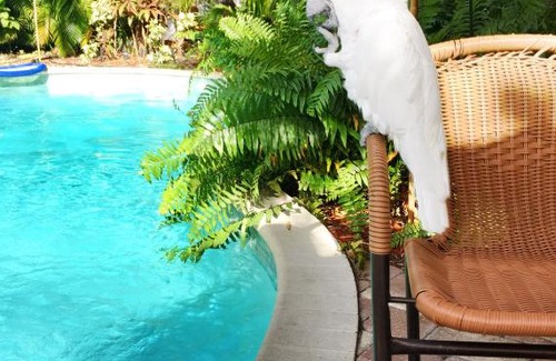 Wilton Manors Hotel | Calypso Inn Wilton Gay Male Resort