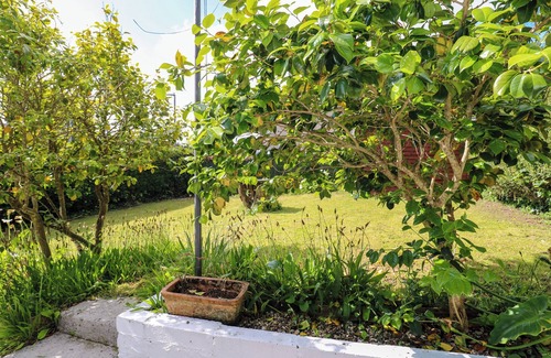 Chysauster Cottage | Camellia
