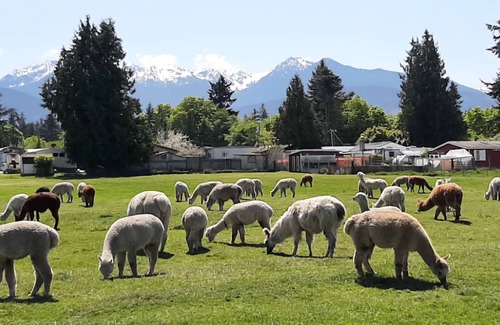 Port Angeles East RV Rental | Camp amoung Alpacas Llamas & Sheep close to Olympic National Forest Port Angeles