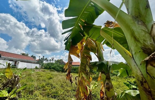Padonan House | Canggu Jungle view villa