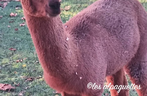 Saint-Romain-de-Benet Other | Caravan in the heart of an alpaca farm