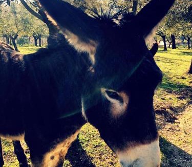 Serre House | Casa Agricola Scorziello