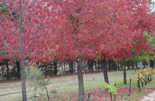 Castelo Branco Cottage | CASA DO CAMPO em quinta rural