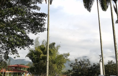 Pereira Cottage | Casa En El Arbol