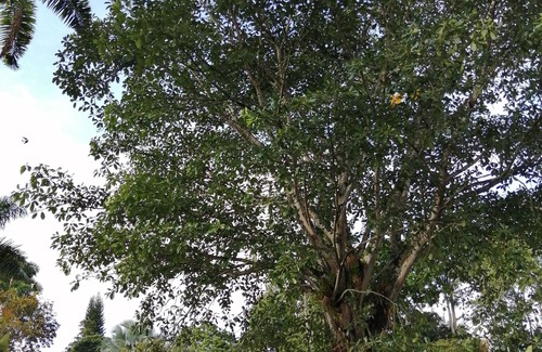 Pereira Cottage | Casa En El Arbol