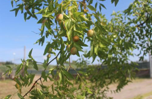 Fiano Romano Apartment | Casa La Giuggiola