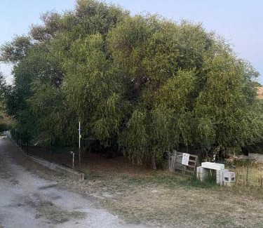 Sorso House | Casa Olea