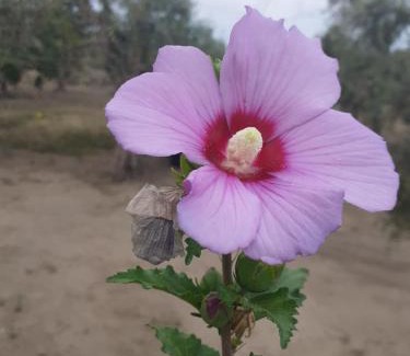 Torre dell'Orso House | Casa Vacanza Fiorella