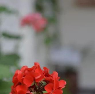 Pesca House | Casa Vieja Posada