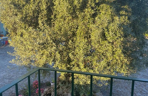 Medelo House | Casal da Batoca Nature House - Casa da Oliveira