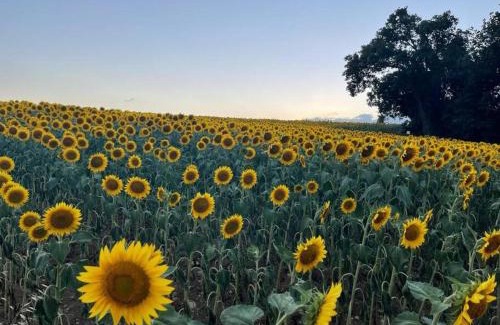 Massa Martana House | Casale Armonia