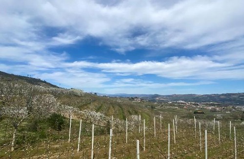 Lamego House | Casas do Travasso - Quinta da Galinha
