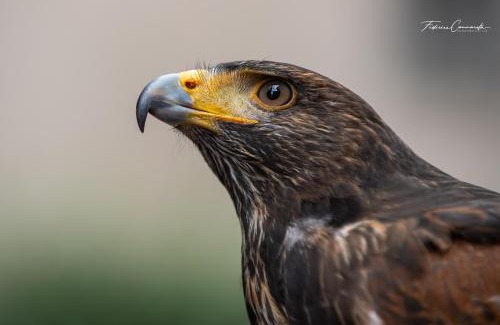 Vitorchiano Apartment | Casetta dei Nonni