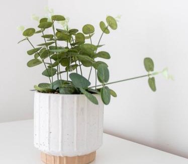 Dumbarton Apartment | Castlegreen Apartment