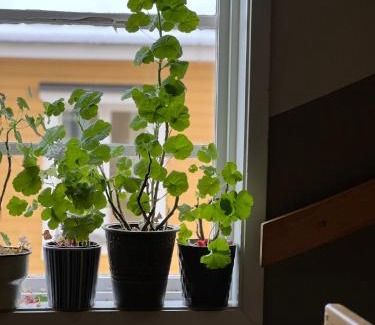 Norrtalje Apartment | Central lägenhet