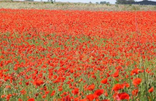 Rognes Bed & Breakfast | Chambre basilic 2p, 2 nuits max, dans petit chalet 6km du festival de piano de la roque d'anthéron