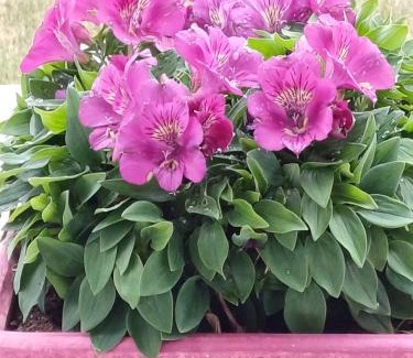 Mahalon Bed & Breakfast | Chambres D'hôtes De Kerantum