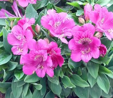 Mahalon Bed & Breakfast | Chambres D'hôtes De Kerantum