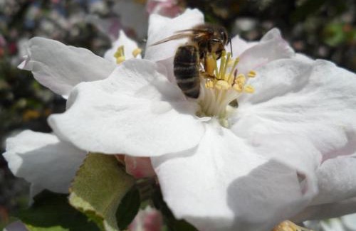 Boischampre House | Charmante maison du XVIIe siècle en Normandie avec jardin - FR-1-497-32