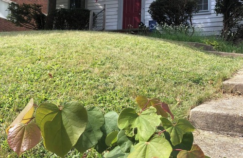 Old West Side House | Charming 3-bedroom house in Ann Arbor with WiFi and AC
