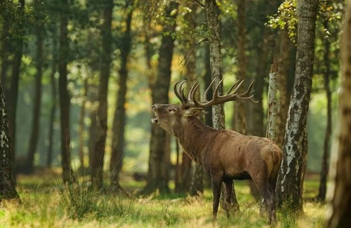 Paulhenc Cottage | Charming Cottage with Pool Near Cantal Mountains & Truyère Gorges