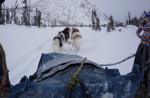 Fairbanks Cabin | Charming forest cabin -sled dogs