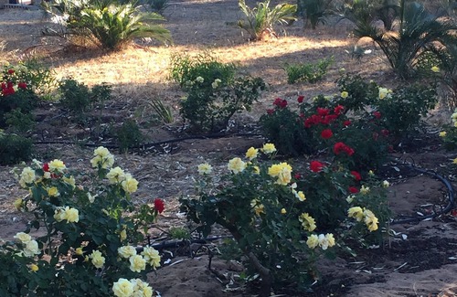 Baldivis Cottage | Charming Hilltop Cottage: Lake view with lots of garden around