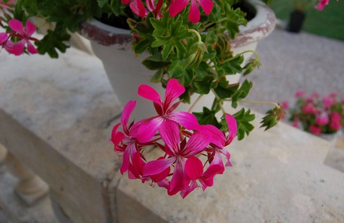 Saint-Christoly-de-Blaye House | Chateau Bavolier