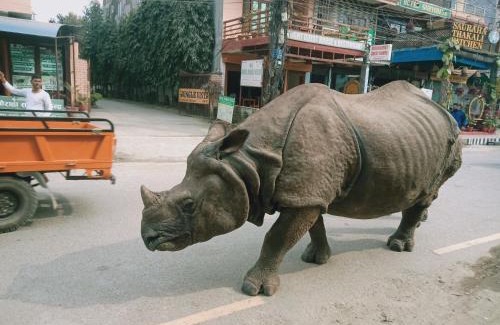 Sauraha House | Cheap Room finder service located in sauraha, hattichowk main road