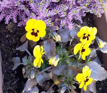 Sivry-Rance House | Chez Bertine Gîte rural 3 épis