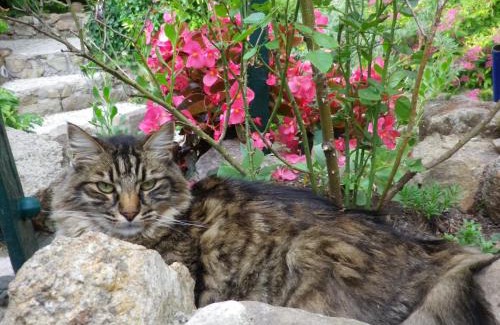 Roquebrune-sur-Argens Bed & Breakfast | Chez Catherine