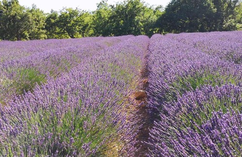 Sainte-Croix-du-Verdon Apartment | Chez Géraldine .