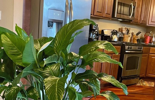 Oakland Condo | Chic 3-bedroom condo in North Kenwood, Hyde Park with Elevator!