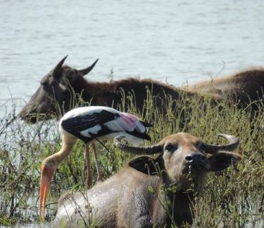 Pallebedda Hotel | Chill House Udawalawa