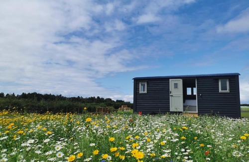 Snettisham Other | Clover Hut - Snettisham Meadows