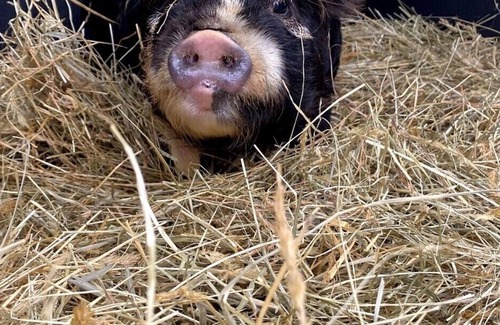 Dunlap Other | Come Play and Stay at Little Tail Farms