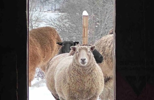 Union House | Come Spring Farm Airstream , Lake & farm animals