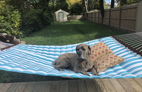 Albany House | Comfortable 3 Bedroom 1.5 bath with fenced in back yard