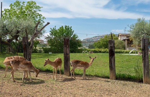 Citta Sant'Angelo Apartment | Cosy apartment for 4 people with pool, WIFI, A/C, TV, patio and pets allowed