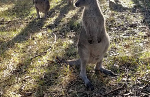 New Gisborne Bed & Breakfast | Cosy Bell Tent With an à la Carte Breakfast and up Close Kangaroo Experience