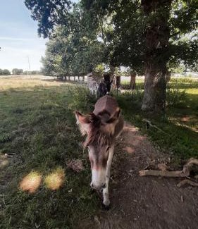 Le Rheu House | Cottage près de Rennes