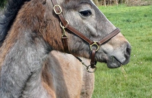 Montreuil-le-Henri Cottage | Country cottage Nature, heritage and tranquillity