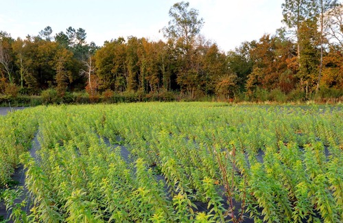 Fafe House | Country house Mezzanine. Rustic and modern. Organic Farm 7 hectares of Erm