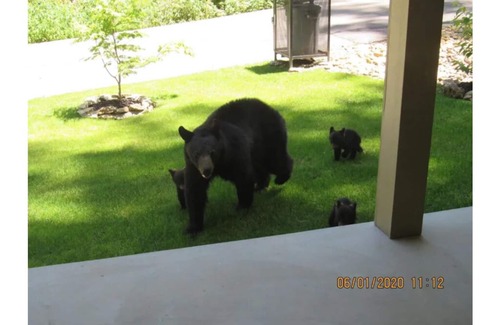 Gatlinburg Cabin | Cozy bear enjoy the peaceful quite and wildlife.
