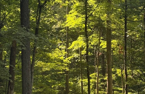 Means Cabin | Cozy Cabin in Red River Gorge