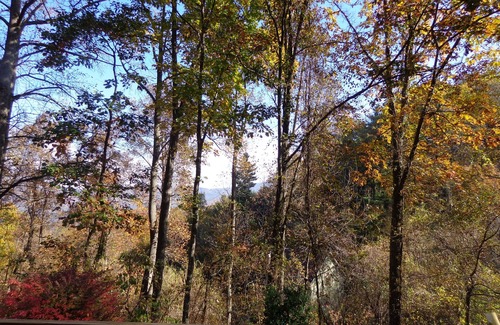 Asheville Cabin | Cozy cottage in mountains 2.2 miles from downtown or 10 dollars on uber