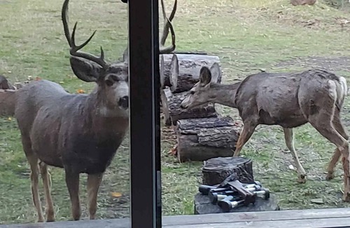 Riggins Cabin | Cozy Rustic Cabin in Riggins – Nature Awaits at Your Door!