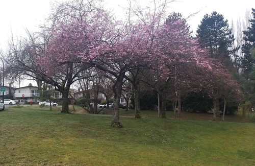 Renfrew-Collingwood House | Cozy suite w/2 beds & full kit.